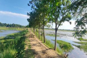 জৈন্তাপুরে লাল শাপলা বিলে সবুজ বনায়ন এখন দৃশ্যমান