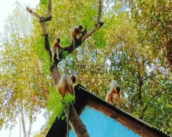 কুলাউড়ায় বানরের উৎপাত, দায়িত্বহীন বন বিভাগ