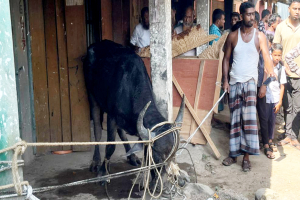 জৈন্তাপুরে মহিষের তা*ণ্ডবে আ*হত ৫, দোকানপাট ক্ষতিগ্রস্ত