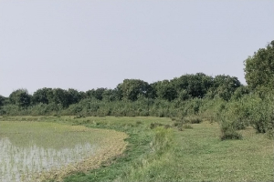 হাকালুকিতে ফিরছে  হারানো বনাঞ্চল