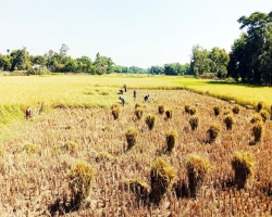 কমলগঞ্জে আমন ধান কাটা শুরু, ফলন আশানুরূপ না হওয়ায় হতাশ কৃষক