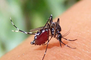 অক্টোবরে ডেঙ্গু পরিস্থিতি আরও অবনতির শঙ্কা