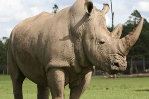 আজ বিশ্ব গণ্ডার দিবস আজ বিশ্ব গণ্ডার দিবস