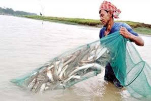বালাগঞ্জে মেজিক জালের ফলে দেশী মাছ হারিয়ে যাচ্ছে