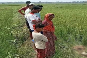 কৃষকের গাভী-বাছুর চুরির পর জবাই করে মাংস কেঁটে নিয়ে গেল চোর