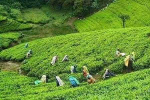 ঋণ জটিলতায় বি'পর্যস্ত দেউন্দি টি-কোম্পানি