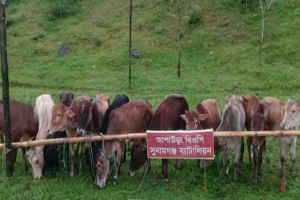 সীমান্ত পেরিয়ে আসা ১২ ভারতীয় গরু ধরল বি জি বি