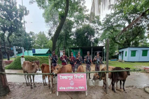 জৈন্তাপুরে ৬টি ভা*রতীয় গরু জব্দ