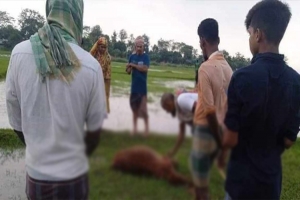 জগন্নাথপুরে ব জ্র পা তে দুইটি গরুর মৃ*ত্যু