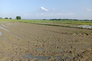 গোয়াইনঘাটে তীব্র গরমে কৃষি মাঠ ফাঁকা : ব্যাহত কৃষি কাজ গোয়াইনঘাটে তীব্র গরমে কৃষি মাঠ ফাঁকা : ব্যাহত কৃষি কাজ