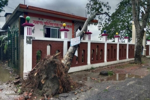 গোয়াইনঘাটে কালবৈশাখী ঝ*ড়ে বি ধ স্ত গাছপালা