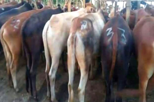 গোয়াইনঘাটে ভা র তী য় গরু মহিষের বিরুদ্ধে ক ঠো র ব্যবস্থা গ্রহণ করা হবে ইউএনও