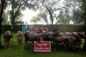 ১৯ বিজিবির অভিযানে ৩৬ লাখ ৯০ হাজার টাকার চোরাচালানি মালামাল জব্দ