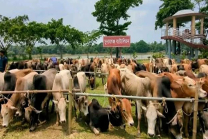 ছাতক-দোয়ারাবাজার রুট ভা র তী য় গরু-মহিষের নিরাপদ করিডোর