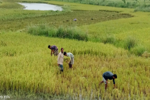 গোয়াইনঘাটে বৈরী আবহাওয়ায় চলছে পাকা আধা পাকা ধানকাটা মাড়াই কাজ ব্যাহত