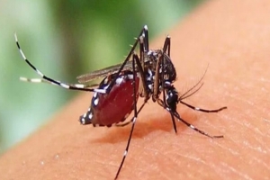 দেশে ডে*ঙ্গুতে মৃ*ত্যু ১১১, হাসপাতালে নতুন ভর্তি ১,২৫২ দেশে ডে*ঙ্গুতে মৃ*ত্যু ১১১, হাসপাতালে নতুন ভর্তি ১,২৫২