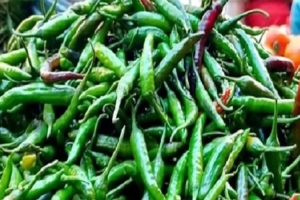 কাঁচা মরিচ আমদানি শুরু সোমবার, করও কমাচ্ছে সরকার