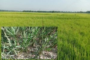 গোয়াইনঘাটে কার্তিকের বৃষ্টির জন্য হাহাকার, ৫১ ধান নিয়ে শ/ঙ্কায় কৃষক গোয়াইনঘাটে কার্তিকের বৃষ্টির জন্য হাহাকার, ৫১ ধান নিয়ে শ/ঙ্কায় কৃষক