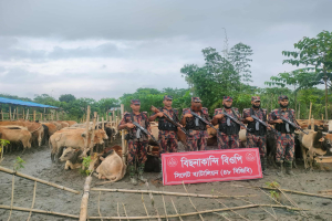 গোয়াইনঘাটে গরু-মহিষের বড় চা*লান জ*ব্দ
