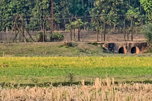 ডিপজল নি*খোঁজ: জকিগঞ্জ সীমান্তে উ*ত্তেজনা ডিপজল নি*খোঁজ: জকিগঞ্জ সীমান্তে উ*ত্তেজনা