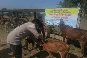 তাহিয়া একাডেমির উদ্যোগে  গবাদিপশুর চিকিৎসা ও টিকাদান কর্মসূচি