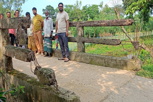সরু ও ভাঙা ব্রিজে ঝুঁকি নিয়ে চলাচল করছেন মানুষ সরু ও ভাঙা ব্রিজে ঝুঁকি নিয়ে চলাচল করছেন মানুষ