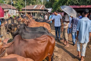 জগন্নাথপুরে কোরবানির পশুর হাট পরিদর্শনে প্রাণিসম্পদ কর্মকর্তা