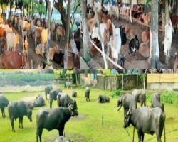৯ দিনে আড়াই কোটি টাকার চালান জব্দ,  ১৫ চোরাকারবারি গ্রেপ্তার 