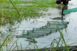 ছাতকে বিল-নদীতে অবাধে মাছ শিকার, হারিয়ে যাচ্ছে দেশি প্রজাতির মাছ ছাতকে বিল-নদীতে অবাধে মাছ শিকার, হারিয়ে যাচ্ছে দেশি প্রজাতির মাছ