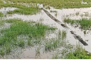 আজমিরীগঞ্জে রিং জালে হারিয়ে যাচ্ছে দেশীয় মাছ ও জীববৈচিত্র্য