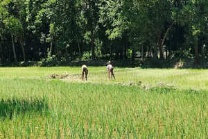 ওসমানীনগরে আমন রোপণে ব্যস্ত কৃষকরা