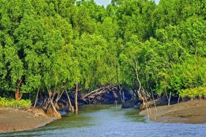 তিন মাস পর খুলল সুন্দরবনের দ্বার, পর্যটনে ফিরছে প্রাণ তিন মাস পর খুলল সুন্দরবনের দ্বার, পর্যটনে ফিরছে প্রাণ