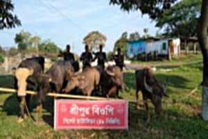 সিলেট ও সুনামগঞ্জে ৫৩ লক্ষ টাকার চো*রাই পণ্য জ*ব্দ