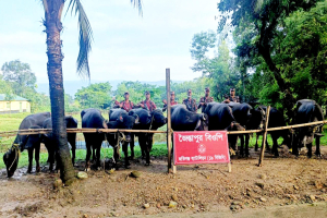 জৈন্তাপুরে ১৮ লাখ টাকার ভা*রতীয় মহিষ জ*ব্দ